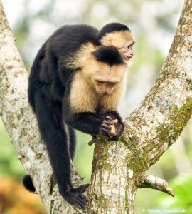 8787 White-Faced (Capuchin) Monkey (Cebus capucinus), Costa Rica