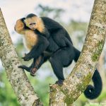 8788 White-Faced (Capuchin) Monkey (Cebus capucinus), Costa Rica