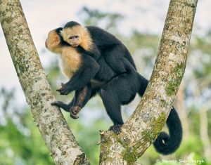 8788 White-Faced (Capuchin) Monkey (Cebus capucinus), Costa Rica