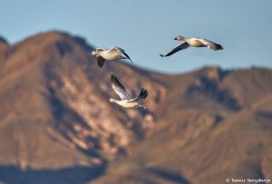 8351 Snow Geese (Chen caerulescens) and Ross, Bosque del Apache, NM