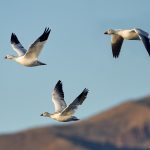 8352 Snow Geese (Chen caerulescens) and Ross, Bosque del Apache, NM