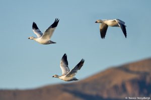 8352 Snow Geese (Chen caerulescens) and Ross, Bosque del Apache, NM