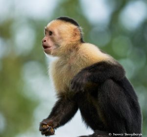 8788 White-Faced (Capuchin) Monkey (Cebus capucinus), Costa Rica