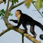 8789 White-Faced (Capuchin) Monkey (Cebus capucinus), Costa Rica