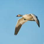 8353 Snow Goose (Chen caerulescens), Bosque del Apache, NM