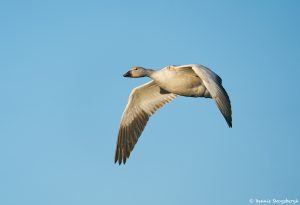 8353 Snow Goose (Chen caerulescens), Bosque del Apache, NM