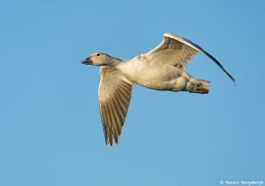 8354 Snow Goose (Chen caerulescens), Bosque del Apache, NM