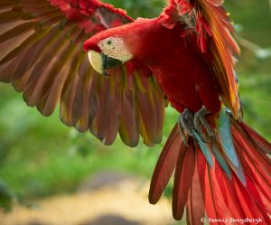 8492 Scarlet Macaw (Ara macao), Costa Rica