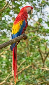 8493 Scarlet Macaw (Ara macao), Costa Rica