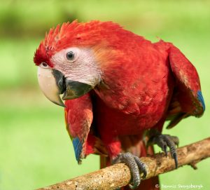 8494 Scarlet Macaw (Ara macao), Costa Rica