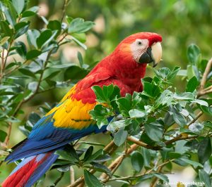 8495 Scarlet Macaw (Ara macao), Costa Rica