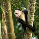 8797 White-Faced (Capuchin) Monkey (Cebus capucinus), Costa Rica
