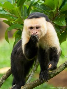 8798 White-Faced (Capuchin) Monkey (Cebus capucinus), Costa Rica