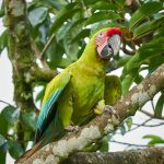 8799 Great Green Macaw (Ara ambiguus), Costa Rica