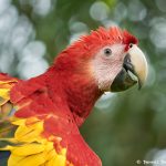 8800 Scarlet Macaw (Ara macao), Costa Rica
