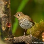 9047 Swainson's Thrush (Catharus ustulatus), Ecuador