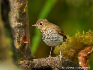 9047 Swainson's Thrush (Catharus ustulatus), Ecuador