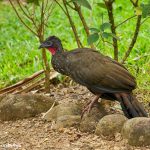 8987 Black Guan (Penelope purpurascens), Costa Rica