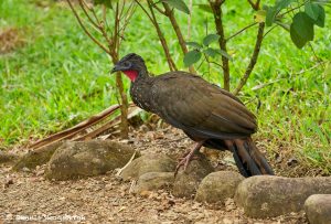 8987 Black Guan (Penelope purpurascens), Costa Rica