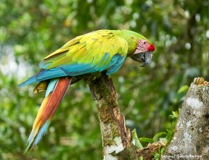 8802 Great Green Macaw (Ara ambiguus), Costa Rica