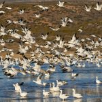 8356 Snow Geese (Chen caerulescens) and Ross Geese, Lift-Off, Bosque del Apache, NM