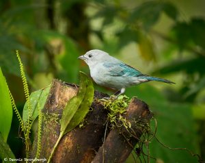 9018 Blue-Gray Tanager (Thraupis episcopus), Ecuador