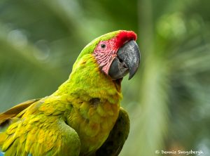 8803 Great Green Macaw (Ara ambiguus), Costa Rica