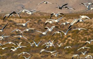 8357 Snow Geese (Chen caerulescens) and Ross Geese, Lift-Off, Bosque del Apache, NM