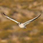 8359 Snow Geese (Chen caerulescens), Bosque del Apache, NM