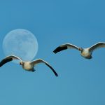 8422 Snow Geese (Chen caerulescens), Bosque del Apache, NM