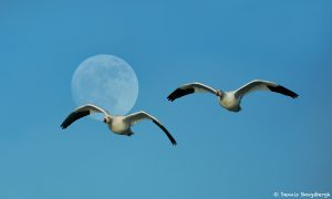 8422 Snow Geese (Chen caerulescens), Bosque del Apache, NM