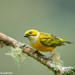 8971 Silver-throated Tanager (Tangara icterocephala), Costa Rica