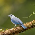 8908 Blue-gray Tanager (Thraupis episcopus), Costa Rica