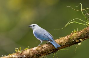 8908 Blue-gray Tanager (Thraupis episcopus), Costa Rica