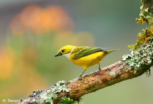 8901 Silver-throated Tanager (Tangara icterocephala), Costa Rica