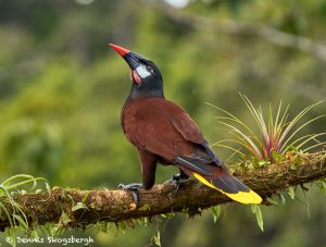 8909 Montezuma Oropendola (Psarocolius montezuma), Costa Rica