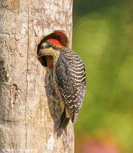 8911 Black-cheeked Woodpecker (Melanerpes pucherani), Costa Rica