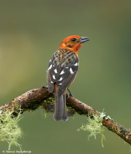 8874 Flame-colored Tanager (Piranga bidentata), Costa Rica