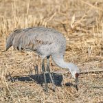 8363 Sandhill Crane (Grus canadensis), Bosque del Apache, NM