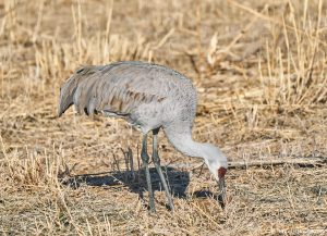 8363 Sandhill Crane (Grus canadensis), Bosque del Apache, NM