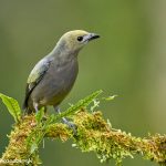 8914 Palm Tanager (Thraupis palmarum), Costa Rica