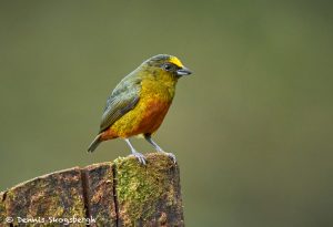 8915 Olive-backed Euphonia (Euphonia gouldi), Costa Rica