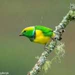 8870 Golden-browed Chlorophonia (Chlorophonia callophrys), Costa Rica