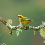 8868 Silver-throated Tanager (Tangara icterocephala), Costa Rica