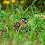 8866 Rufous-collared Sparrow (Zonotrichia capensis), Costa Rica