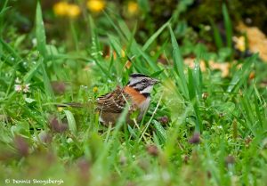 8866 Rufous-collared Sparrow (Zonotrichia capensis), Costa Rica