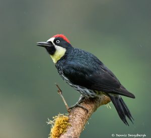 8804 Acorn Woodpecker (Melanerpes formicivorus), Costa Rica