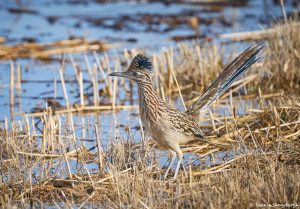 8365 Greater Roadrunner (Geococcyx californianus), Bosque del Apache, NM