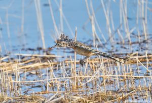 8368 Greater Roadrunner (Geococcyx californianus), Bosque del Apache, NM