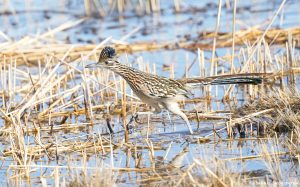 8369 Greater Roadrunner (Geococcyx californianus), Bosque del Apache, NM